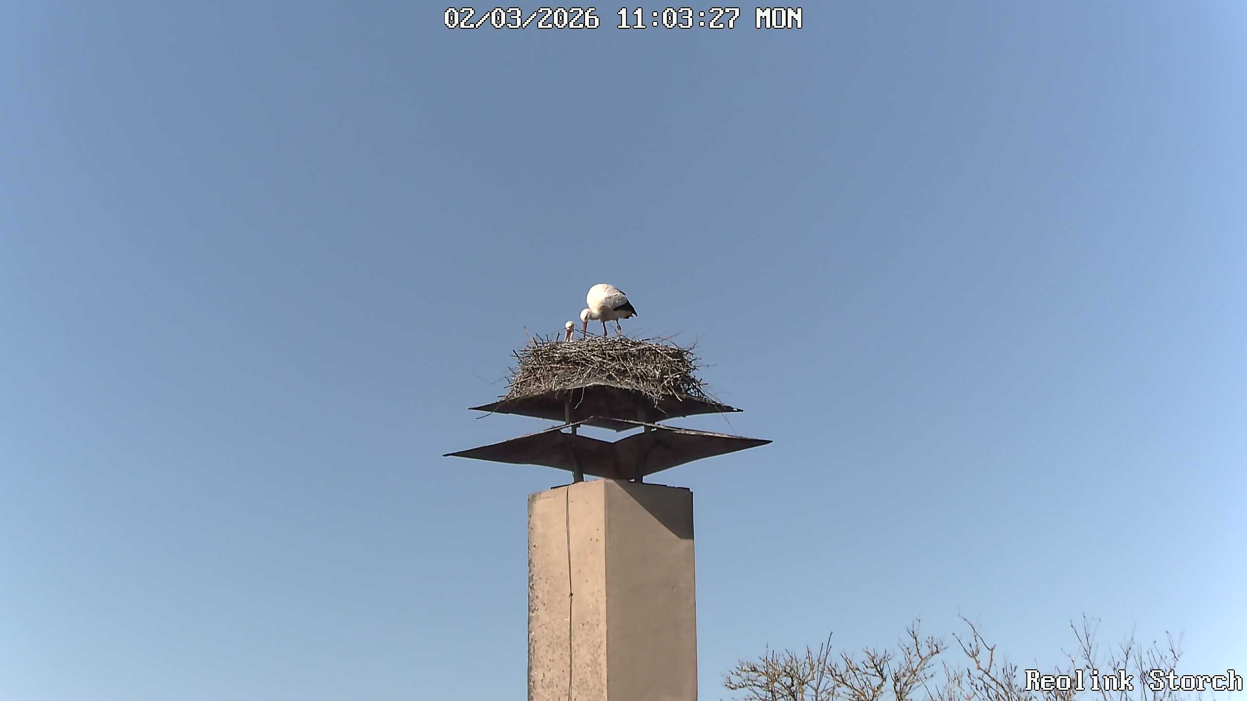 Storchencam Bild